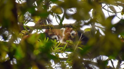 Two wild red pandas curled together on a moss-covered branch high in a Himalayan tree, partly hidden by green foliage in the foreground.