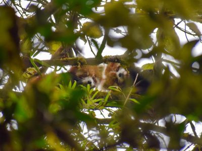 Two wild red pandas curled together on a moss-covered branch high in a Himalayan tree, partly hidden by green foliage in the foreground.