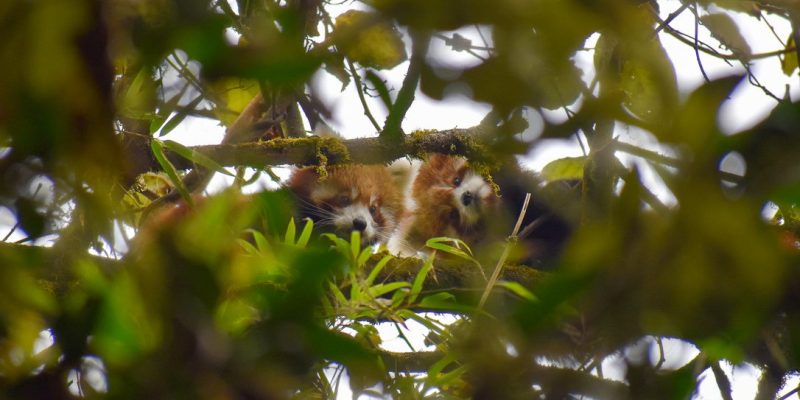 Two wild red pandas curled together on a moss-covered branch high in a Himalayan tree, partly hidden by green foliage in the foreground.