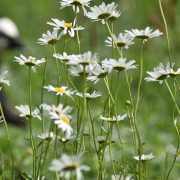 Oxeye daisies stand in sharp focus in rough grass, with the black and white head of a goose blurred in the background.