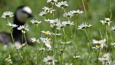 Oxeye daisies stand in sharp focus in rough grass, with the black and white head of a goose blurred in the background.