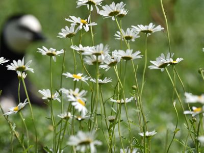Oxeye daisies stand in sharp focus in rough grass, with the black and white head of a goose blurred in the background.