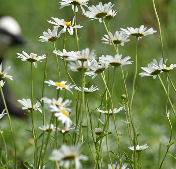 Oxeye daisies stand in sharp focus in rough grass, with the black and white head of a goose blurred in the background.