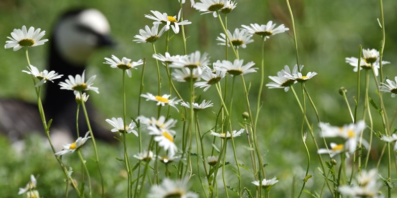 Oxeye daisies stand in sharp focus in rough grass, with the black and white head of a goose blurred in the background.