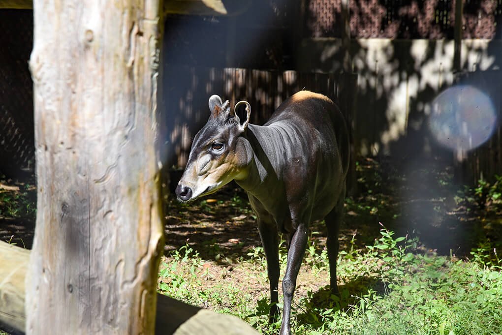 A dark charcoal-brown yellow-backed duiker stands in a dappled sunlit yard beside a heavy wooden post, head turned to the left, showing the pale gold wedge of hair across its rump and the tan markings along its jaw and throat.