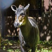 A yellow-backed duiker walks out of shade into sunlight beside a weathered wooden wall, facing the camera, with large ears marked white inside, short backswept horns, a tan muzzle and throat and a dark charcoal-brown body.