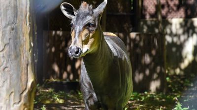 A yellow-backed duiker walks out of shade into sunlight beside a weathered wooden wall, facing the camera, with large ears marked white inside, short backswept horns, a tan muzzle and throat and a dark charcoal-brown body.