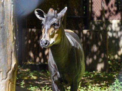 A yellow-backed duiker walks out of shade into sunlight beside a weathered wooden wall, facing the camera, with large ears marked white inside, short backswept horns, a tan muzzle and throat and a dark charcoal-brown body.