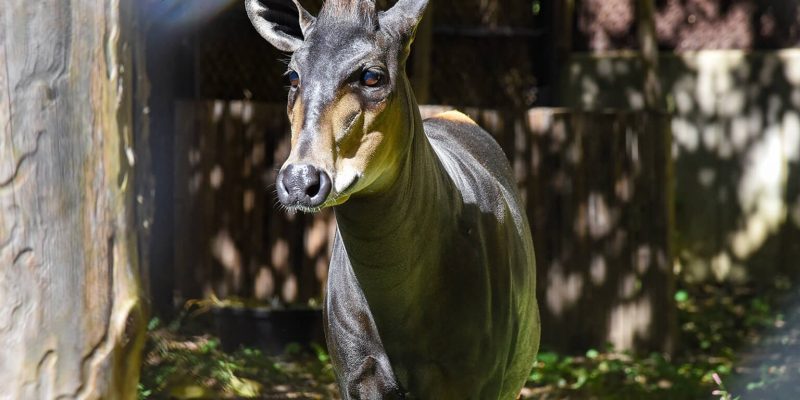 A yellow-backed duiker walks out of shade into sunlight beside a weathered wooden wall, facing the camera, with large ears marked white inside, short backswept horns, a tan muzzle and throat and a dark charcoal-brown body.
