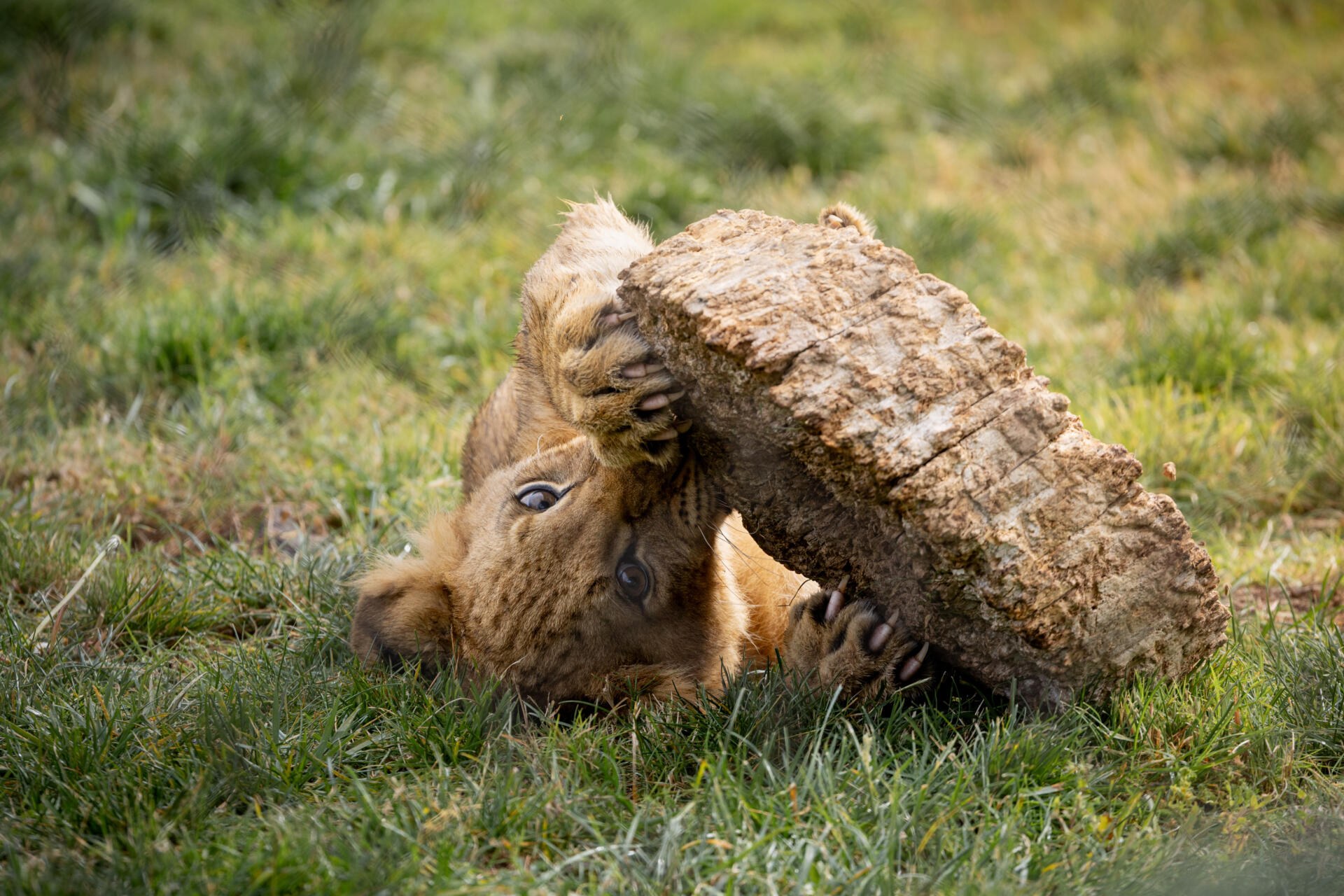 A young lion rolling on its back in the grass at Fresno Chaffee Zoo, holding a section of tree trunk with all four paws