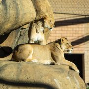 Two African lionesses on sunlit rockwork in an outdoor zoo habitat, one lying with her front paws over the edge of a boulder and one standing behind her, with a brick building and overhead mesh in the background.