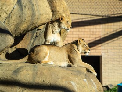 Two African lionesses on sunlit rockwork in an outdoor zoo habitat, one lying with her front paws over the edge of a boulder and one standing behind her, with a brick building and overhead mesh in the background.