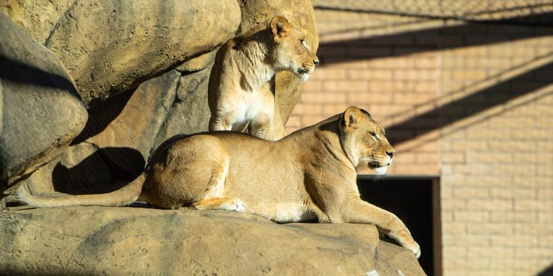 Two African lionesses on sunlit rockwork in an outdoor zoo habitat, one lying with her front paws over the edge of a boulder and one standing behind her, with a brick building and overhead mesh in the background.