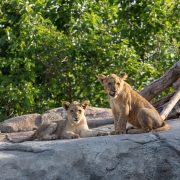 Two young African lions on a rock outcrop beneath green trees at Fresno Chaffee Zoo, one lying down and one sitting upright and looking toward the camera