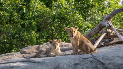 Two young African lions on a rock outcrop beneath green trees at Fresno Chaffee Zoo, one lying down and one sitting upright and looking toward the camera