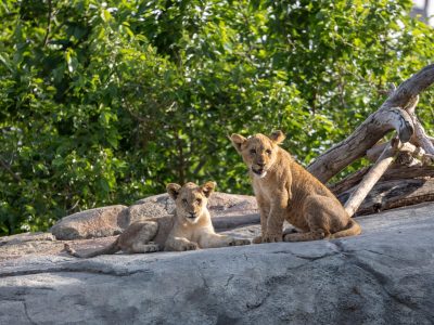 Two young African lions on a rock outcrop beneath green trees at Fresno Chaffee Zoo, one lying down and one sitting upright and looking toward the camera