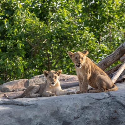 Two young African lions on a rock outcrop beneath green trees at Fresno Chaffee Zoo, one lying down and one sitting upright and looking toward the camera