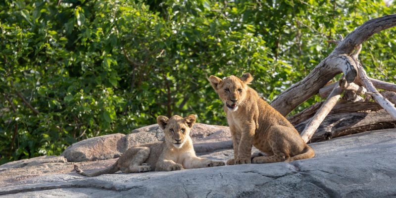 Two young African lions on a rock outcrop beneath green trees at Fresno Chaffee Zoo, one lying down and one sitting upright and looking toward the camera