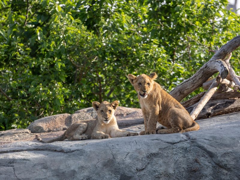 Two young African lions on a rock outcrop beneath green trees at Fresno Chaffee Zoo, one lying down and one sitting upright and looking toward the camera