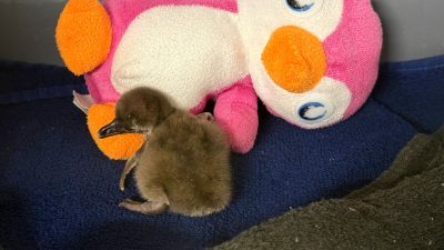 A downy brown African penguin chick standing on a blue towel beside a pink plush penguin toy in an off-habitat brooder