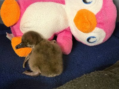 A downy brown African penguin chick standing on a blue towel beside a pink plush penguin toy in an off-habitat brooder
