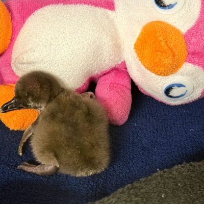 A downy brown African penguin chick standing on a blue towel beside a pink plush penguin toy in an off-habitat brooder