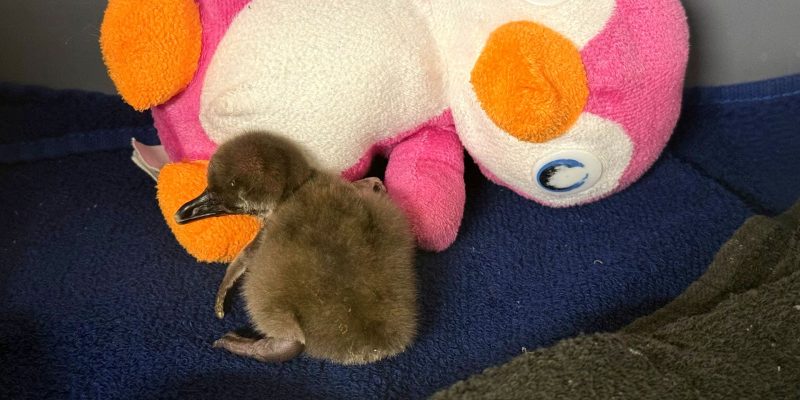 A downy brown African penguin chick standing on a blue towel beside a pink plush penguin toy in an off-habitat brooder
