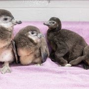 Four downy grey-brown African penguin chicks sitting together on a pale pink towel in an indoor nursery at the National Zoological Garden in Pretoria, one wearing an orange flipper tag.