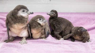 Four downy grey-brown African penguin chicks sitting together on a pale pink towel in an indoor nursery at the National Zoological Garden in Pretoria, one wearing an orange flipper tag.