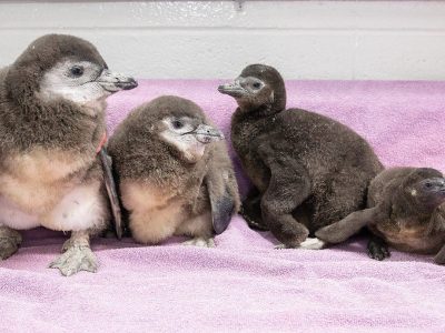 Four downy grey-brown African penguin chicks sitting together on a pale pink towel in an indoor nursery at the National Zoological Garden in Pretoria, one wearing an orange flipper tag.