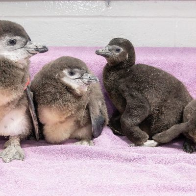 Four downy grey-brown African penguin chicks sitting together on a pale pink towel in an indoor nursery at the National Zoological Garden in Pretoria, one wearing an orange flipper tag.