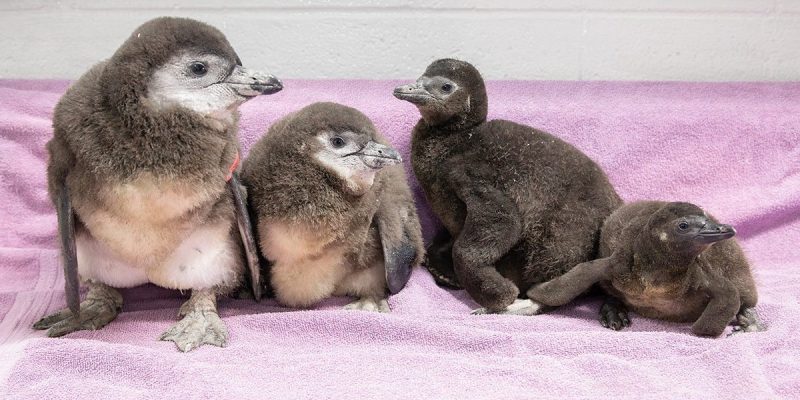 Four downy grey-brown African penguin chicks sitting together on a pale pink towel in an indoor nursery at the National Zoological Garden in Pretoria, one wearing an orange flipper tag.