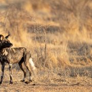 A single African wild dog standing alone on bare ground in dry golden bush, head turned back over its shoulder, with no other dogs in sight.