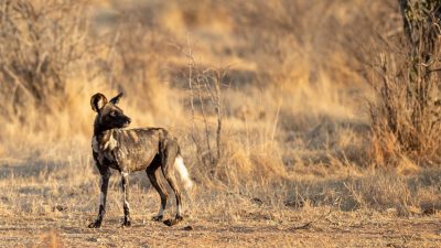 A single African wild dog standing alone on bare ground in dry golden bush, head turned back over its shoulder, with no other dogs in sight.