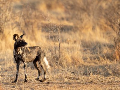 A single African wild dog standing alone on bare ground in dry golden bush, head turned back over its shoulder, with no other dogs in sight.