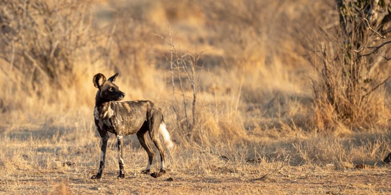 A single African wild dog standing alone on bare ground in dry golden bush, head turned back over its shoulder, with no other dogs in sight.