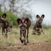 Three African wild dogs walk toward the camera across short green grass and bare red earth, ears up and heads low, with more of the pack blurred behind them among thorn scrub.