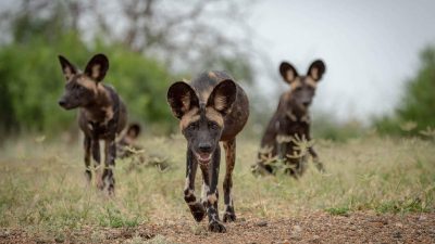 Three African wild dogs walk toward the camera across short green grass and bare red earth, ears up and heads low, with more of the pack blurred behind them among thorn scrub.