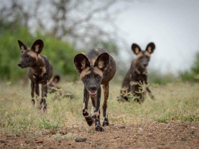 Three African wild dogs walk toward the camera across short green grass and bare red earth, ears up and heads low, with more of the pack blurred behind them among thorn scrub.