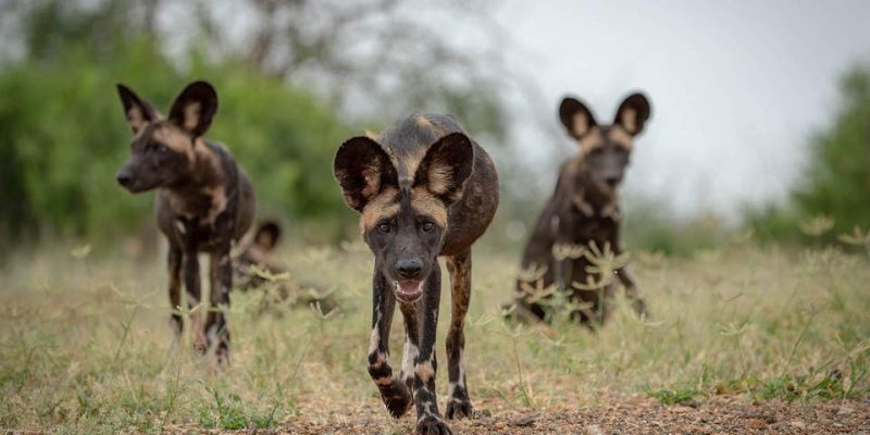 Three African wild dogs walk toward the camera across short green grass and bare red earth, ears up and heads low, with more of the pack blurred behind them among thorn scrub.