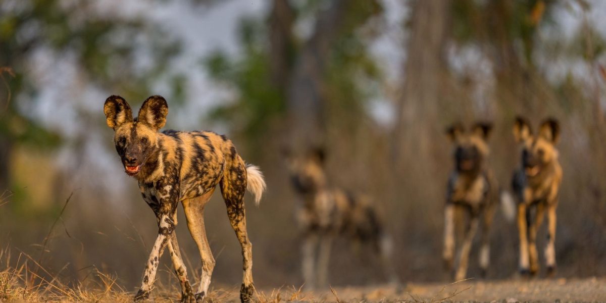 A pack of five African wild dogs on a sandy track in open woodland at low sun. The lead animal walks toward the camera in sharp focus, with large rounded ears and a mottled tan, black and white coat; four more dogs stand and walk out of focus behind it.