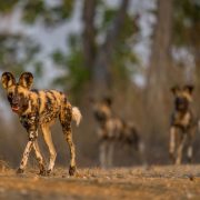 A pack of five African wild dogs on a sandy track in open woodland at low sun. The lead animal walks toward the camera in sharp focus, with large rounded ears and a mottled tan, black and white coat; four more dogs stand and walk out of focus behind it.