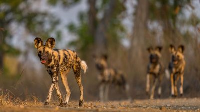 A pack of five African wild dogs on a sandy track in open woodland at low sun. The lead animal walks toward the camera in sharp focus, with large rounded ears and a mottled tan, black and white coat; four more dogs stand and walk out of focus behind it.