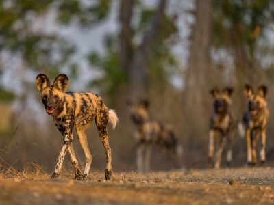 A pack of five African wild dogs on a sandy track in open woodland at low sun. The lead animal walks toward the camera in sharp focus, with large rounded ears and a mottled tan, black and white coat; four more dogs stand and walk out of focus behind it.