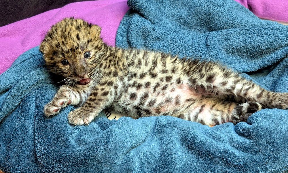 A spotted Amur leopard cub lies stretched out on a blue towel at the Potawatomi Zoo, mouth open, one front paw extended, the pale fur of his belly visible.