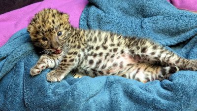 A spotted Amur leopard cub lies stretched out on a blue towel at the Potawatomi Zoo, mouth open, one front paw extended, the pale fur of his belly visible.
