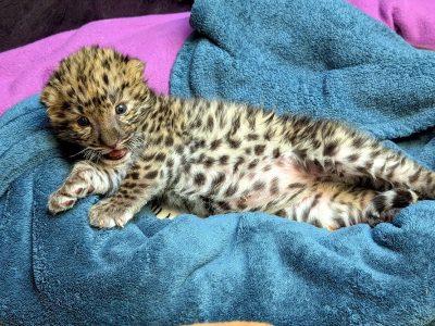 A spotted Amur leopard cub lies stretched out on a blue towel at the Potawatomi Zoo, mouth open, one front paw extended, the pale fur of his belly visible.