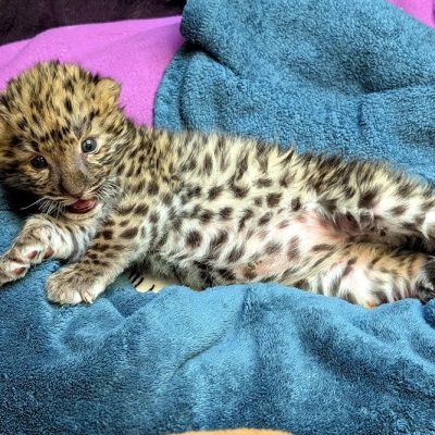 A spotted Amur leopard cub lies stretched out on a blue towel at the Potawatomi Zoo, mouth open, one front paw extended, the pale fur of his belly visible.
