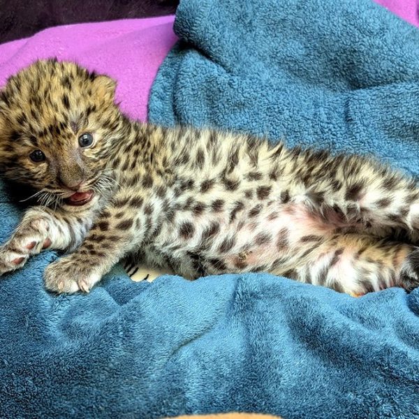 A spotted Amur leopard cub lies stretched out on a blue towel at the Potawatomi Zoo, mouth open, one front paw extended, the pale fur of his belly visible.