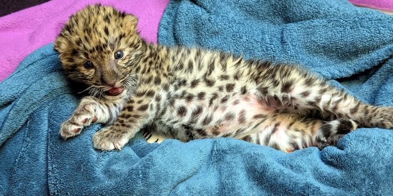 A spotted Amur leopard cub lies stretched out on a blue towel at the Potawatomi Zoo, mouth open, one front paw extended, the pale fur of his belly visible.